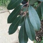 Cunonia capensis Hoja
