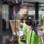 Tacca chantrieriFlower