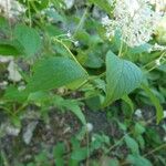 Ceanothus americanus Fulla