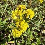 Eriogonum umbellatum Цвят