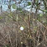 Symphoricarpos albusFruit