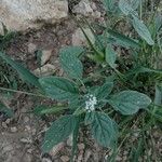 Heliotropium europaeum Flor