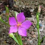 Talinum paniculatum Çiçek