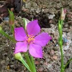 Talinum paniculatum Blomma