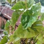 Begonia hirtella Inny