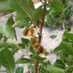 Combretum micranthum Blüte