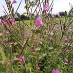 Epilobium hirsutumΛουλούδι