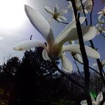 Magnolia sprengeri Blomma