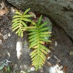 Polypodium cambricum 葉