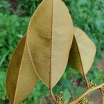 Chrysophyllum mexicanum Leaf