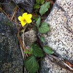 Viola purpurea Habitus