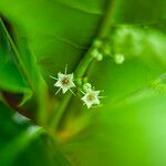 Terminalia catappa Flower