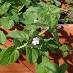 Clinopodium brownei Flower