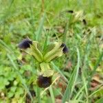 Iris tuberosa Blomst