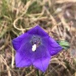 Campanula scheuchzeri Blüte
