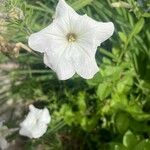 Petunia axillaris Blomma