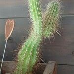 Echinopsis huascha Hoja