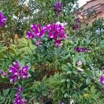 Polygala myrtifoliaŽiedas