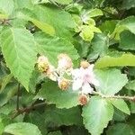 Rubus ulmifolius Plante entière