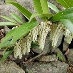 Leucothoe fontanesiana 花