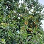 Diospyros kaki Агульны выгляд