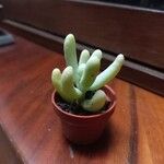 Sedum pachyphyllum 葉