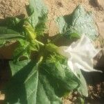 Datura stramoniumBlodyn