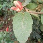 Passiflora miniata Leaf