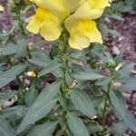 Antirrhinum majusХабит