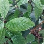 Psychotria nervosa Yaprak