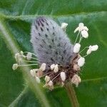 Plantago lagopus Flor