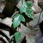 Passiflora lutea Leaf