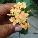 Ixora chinensisFlower