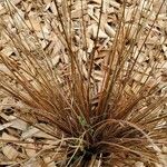 Carex buchananii Hoja