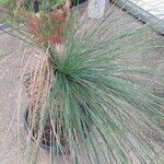 Festuca glauca Feuille