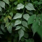 Millingtonia hortensis Hoja
