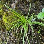 Carex pilulifera ഇല