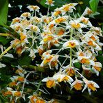 Dendrobium thyrsiflorum Flor