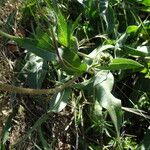 Wyethia angustifolia Habit