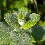Mentha × villosa Hoja