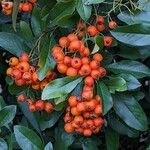 Pyracantha coccineaഫലം