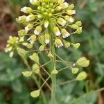 Mummenhoffia alliacea Flower