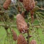 Larix decidua ফল