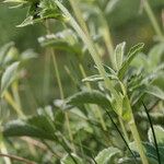 Potentilla valderia Mosusu