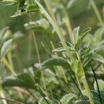 Potentilla valderia Other