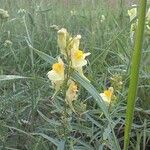 Linaria vulgarisFlower