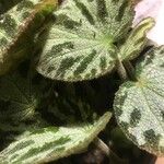 Begonia imperialis Hoja