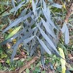 Mahonia fortunei Leaf