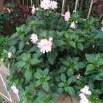 Impatiens hawkeriBlodyn