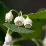 Vaccinium arboreum 花